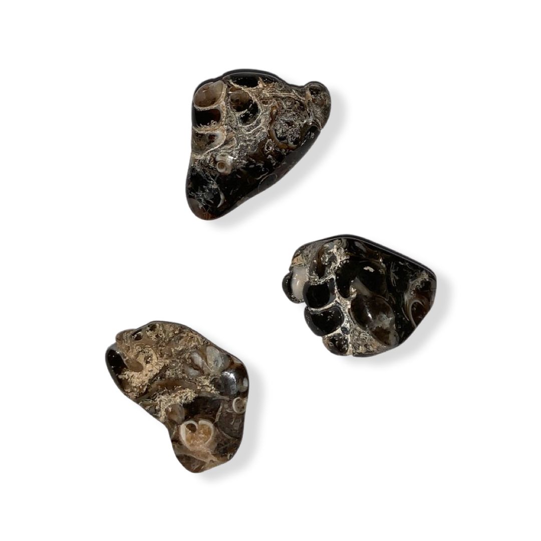 AGATE TURRITELLE